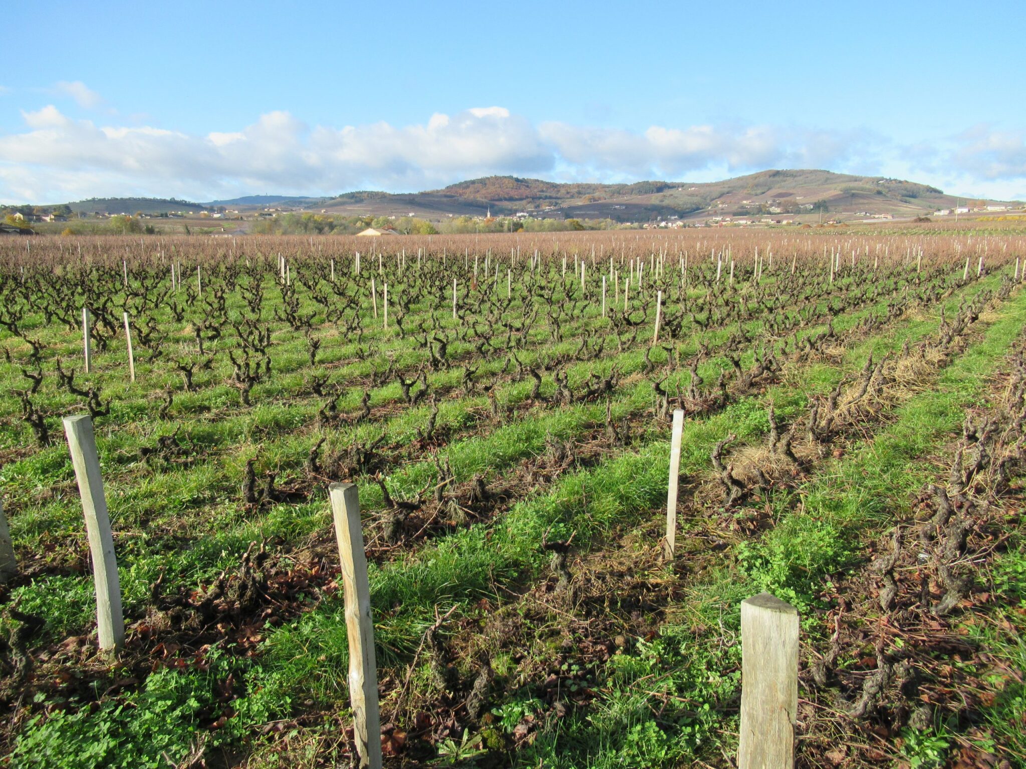 Vignes enherbées à Chénas
